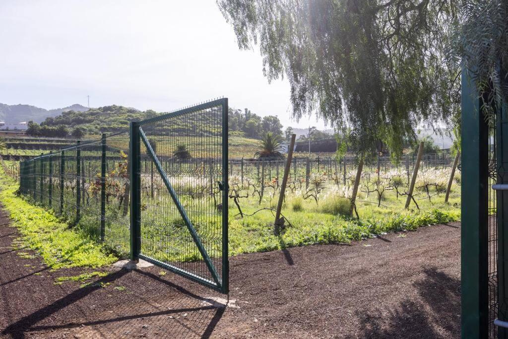Casita Entre Vinedos, Experiencia Rural, Ideal Ninos. Tegueste 외부 사진